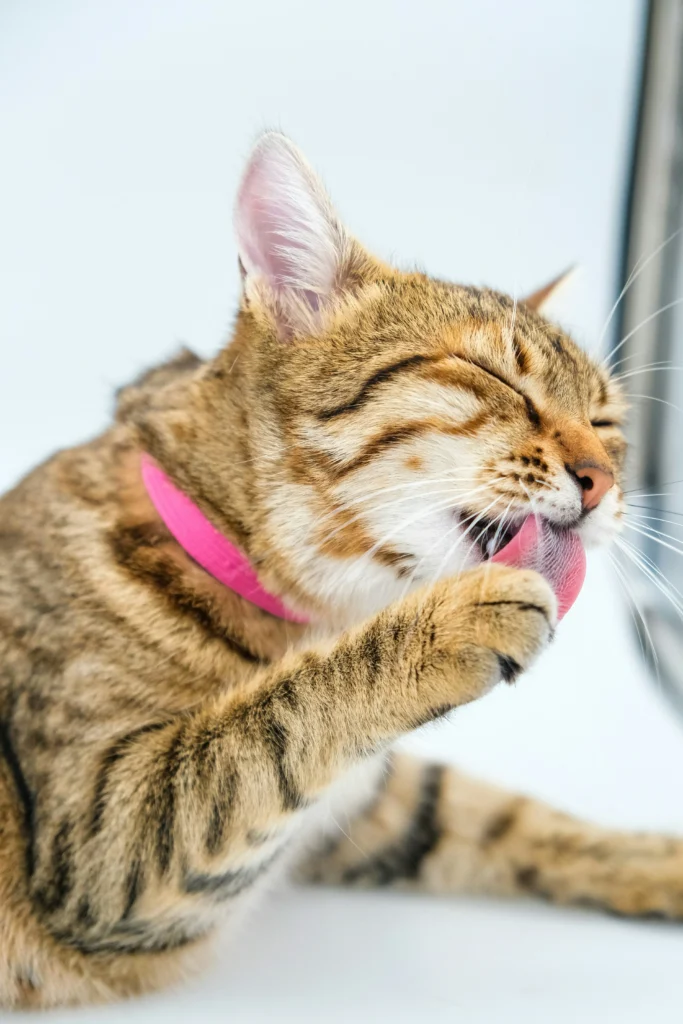 cat coughing