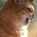 Cat Coughing