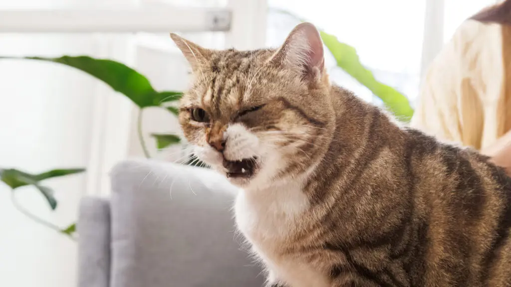 cat coughing