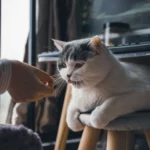 Cat Coughing