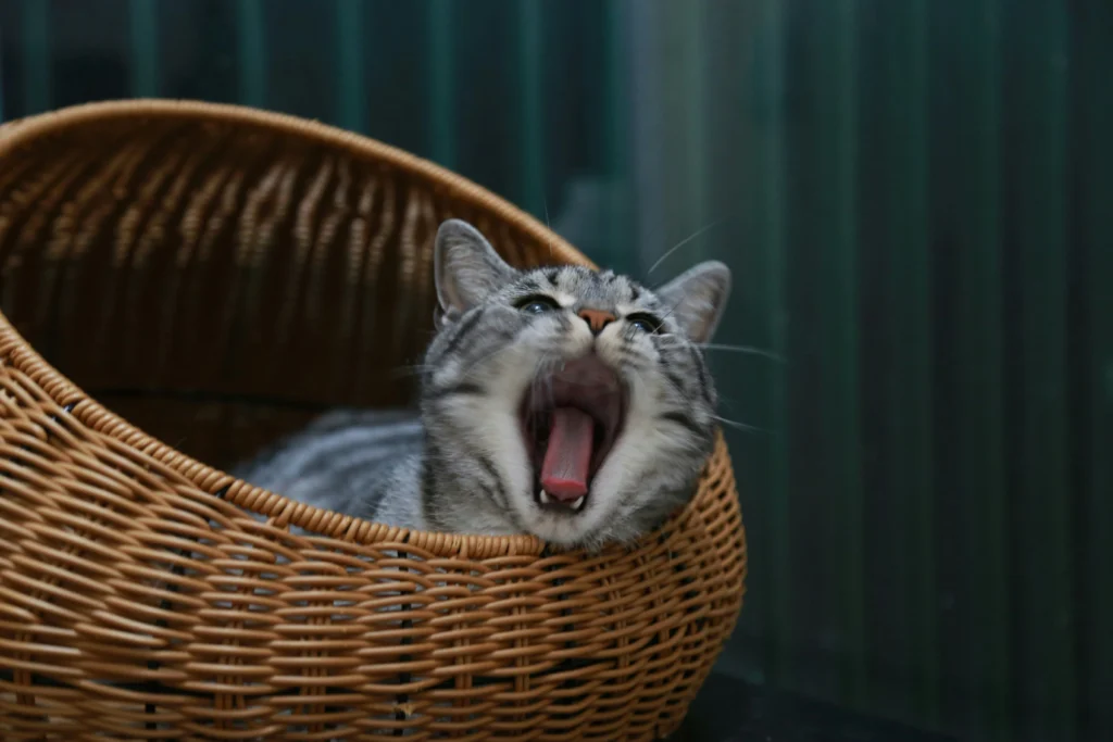 Common Causes of Cat Coughing