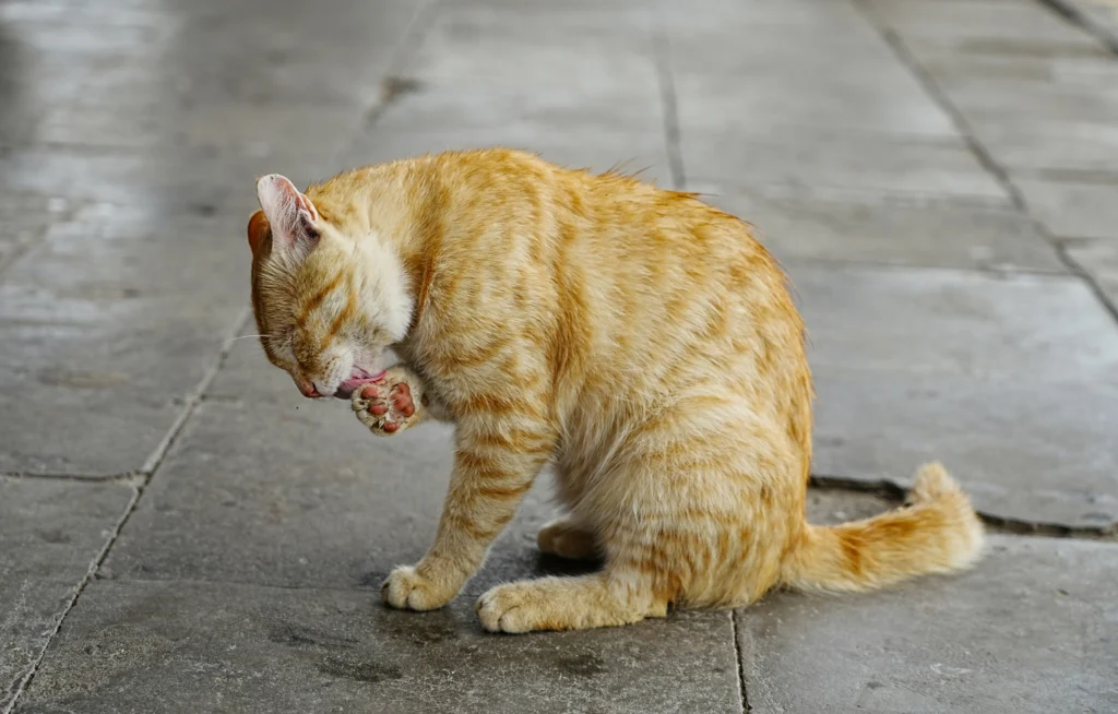 Cat Having Coughing Fits