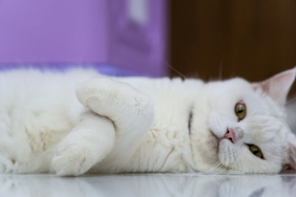 When to Worry About Cat Coughing