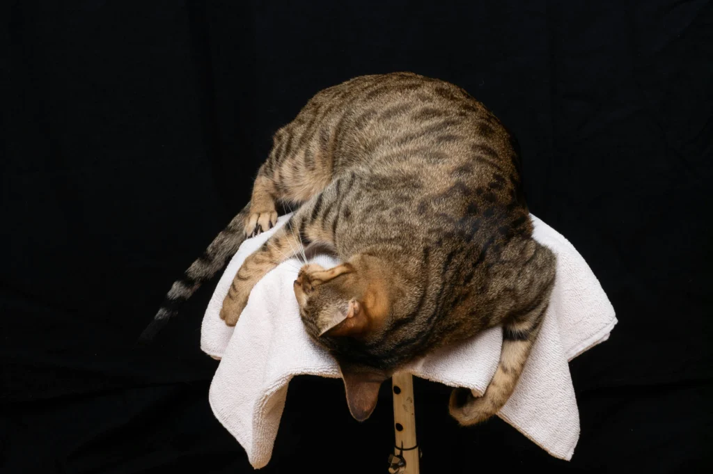 Why Is My Cat Coughing Like Something Is Stuck in His Throat?